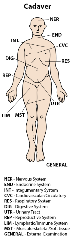 labeled body